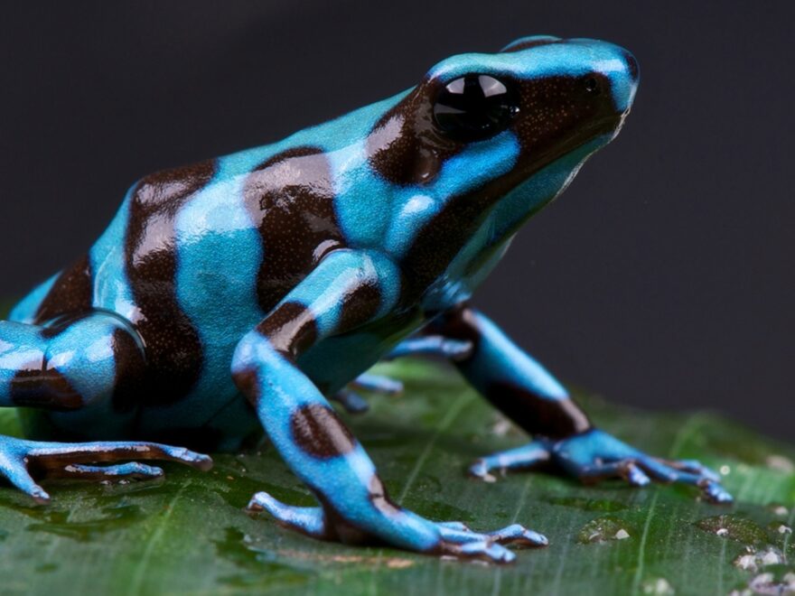 Poison Dart Frog
