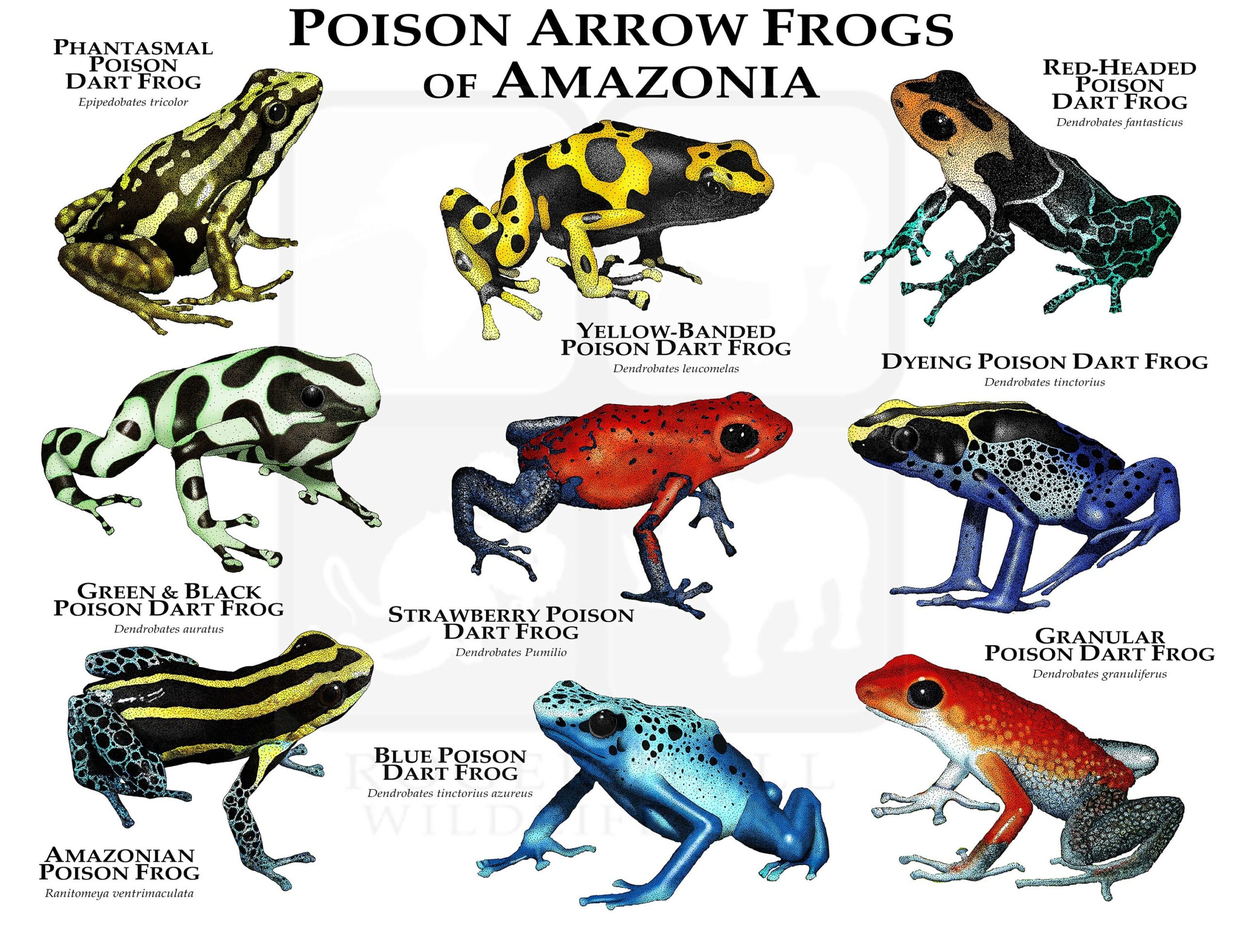 Poison Dart Frogs Of Amazonia Poster Print SIGNED BY ARTIST Etsy Hong Kong